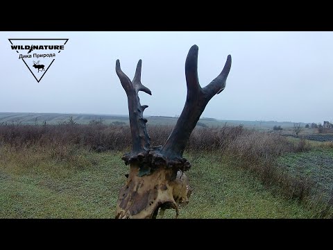 Видео: Охота.  На лису с ягдтерьером. Трофей находка. Смазал зайца 2021