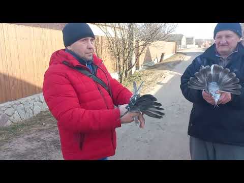 Видео: Огляд голубів у Петра Петровича, 29.01.23, тел. (096)2450510.