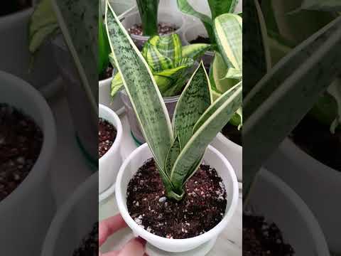 Видео: Обзор новинок в моей коллекции сансевиерий 🌱