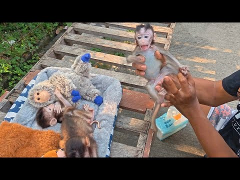 Видео: ПОСМОТРИТЕ, КАК РАСТЕТ ЖИВОТ КОРОЛЕВЫ!!! БОЛТНЯЯ ОБЕЗЬЯНКА