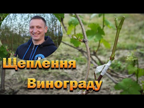 Видео: Щеплення винограду чорним в зелене і зеленим в зелене