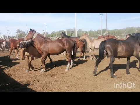 Видео: Басқа айғырды үйірге қостық
