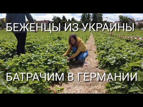 Видео: Собираем клубнику в Германии. Как выглядит немецкая глухомань. Магазины без продавцов