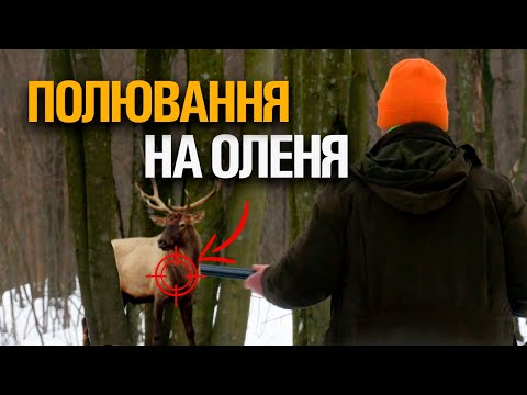 Видео: ПОЛЮВАННЯ НА КОПИТНОГО ЗВІРА. ОЛЕНЬ. КАБАН. КОСУЛЯ. ЛИС. ВОВК.