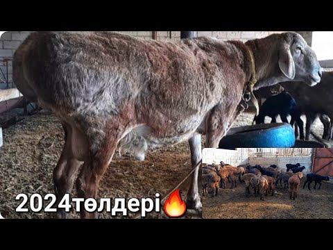 Видео: Қойға қосқан қошқар 2024 төлдерін тамашалап қойыңыздар!