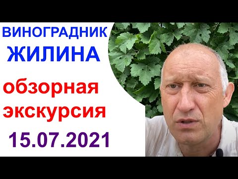 Видео: Экватор на моём подмосковном винограднике или промежуточные итоги сезона 2021 года