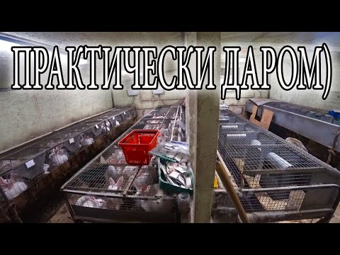 Видео: ПРОДАЮ СТАРЫЕ КЛЕТКИ!