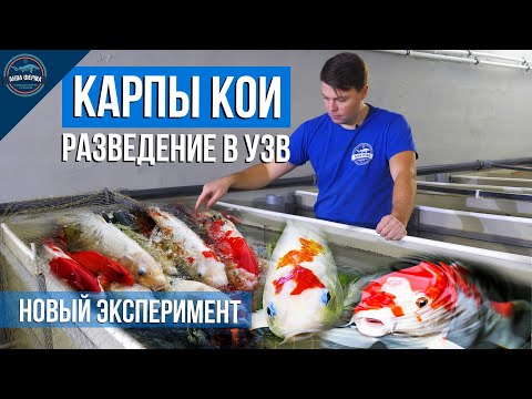 Видео: КАРПЫ КОИ - разведение в УЗВ. Новый эксперимент