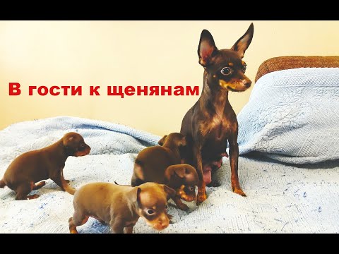 Видео: В гости к щенятам # Пражский Крысарик.