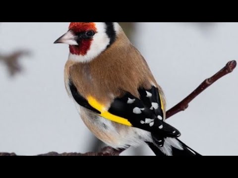 Видео: Ловля щеглов на западок