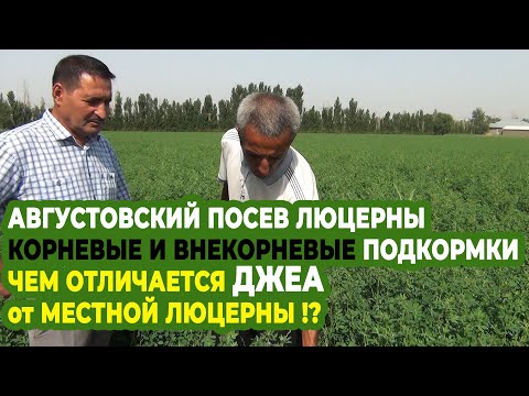 Видео: АВГУСТОВСКИЙ ПОСЕВ ЛЮЦЕРНЫ. КОРНЕВЫЕ И ВНЕКОРНЕВЫЕ ПОДКОРМКИ. ЧЕМ ОТЛИЧАЕТСЯ ДЖЕА от МЕСТНОЙ ЛЮЦЕРНЫ