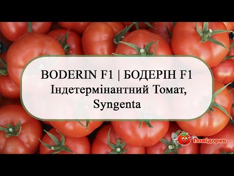 Видео: BODERIN F1 |  БОДЕРІН F1   Індетермінантний Томат, Syngenta