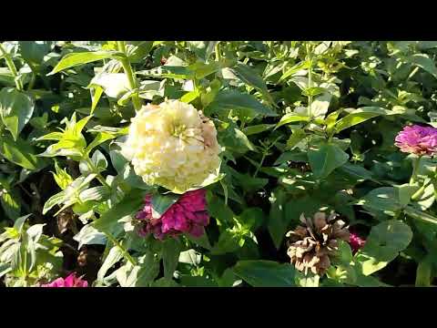 Видео: Прогулка по осеннему скверу. Сквер "Молодёжный".Жизнь на пенсии. 