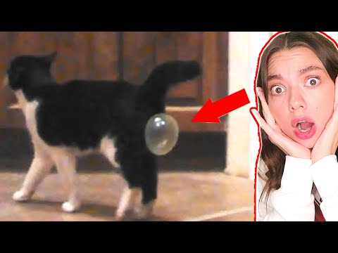 Видео: ШОК! САМЫЕ СМЕШНЫЕ КОТЫ и СОБАКИ из ТИК ТОК! Попробуй НЕ Засмейся Challenge