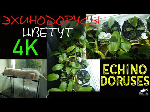 Видео: Эхинодорусы На Подоконнике Зацвели (Коллекция 44 Вида)