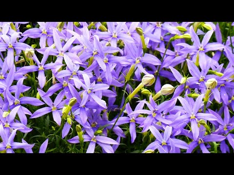 Видео: МЕГА ОБИЛЬНОЕ ЦВЕТЕНИЕ ВСЕ ЛЕТО и ОСЕНЬ. ИЗЯЩНЫЙ и СТОЙКИЙ ЦВЕТОК