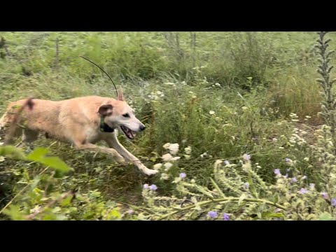 Видео: Розпочинаємо сезон нагонок. РГ Ліра та Свірель