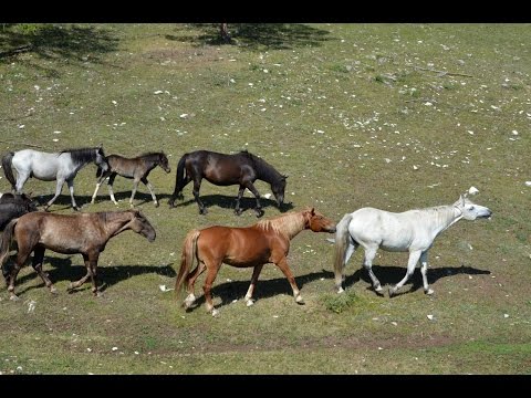 Видео: Коневодство в хозяйстве Сергея Перевозникова.