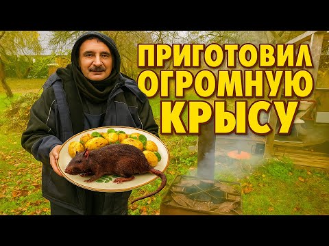 Видео: Готовлю Огромную Крысу на мангале. Лечение и Ликвидация лептоспироза.