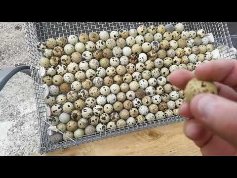 Видео: Инкубатор NBF 400, приятные новости 👍👍👍👍👍