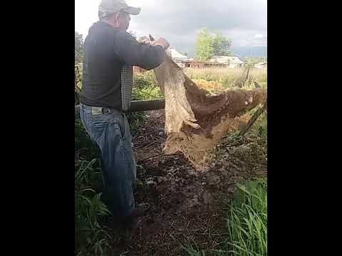 Видео: Выделка сыромятины дедовским способом