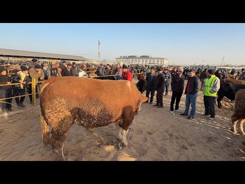 Видео: ГИГАНТ БУКА ТУШДИ БОЗОРГА 100 МЛН ТУРТКУЛЬ МОЛ БОЗОР НАРХЛАРИ 02.11.2025