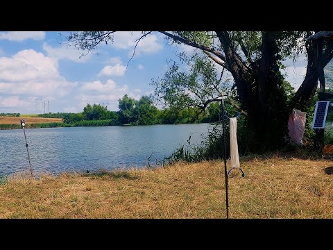 Видео: Ловимо товстолобика біля греблі.