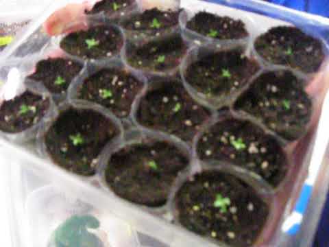 Видео: эустома, бегония, колеусы и другие