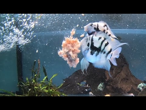 Видео: Сапфировый Попугайчик (попугай синий тигр, попугай голубая панда, мини-попугай, попугай-зебра)