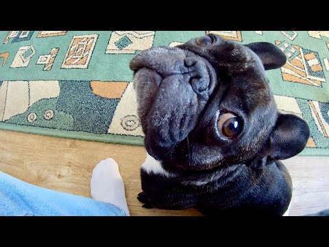 Видео: День из жизни собаки