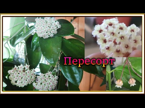Видео: Цветение хой в июне
