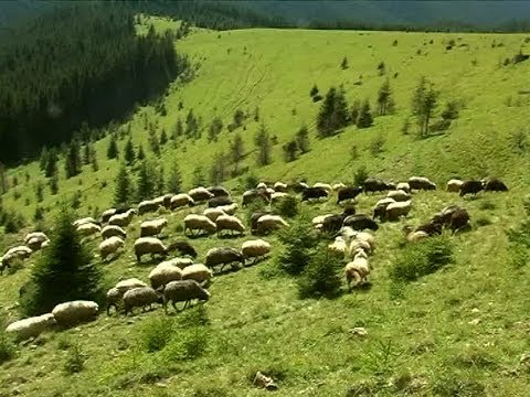 Видео: Полонина Псарівка / Polonyna Psarivka