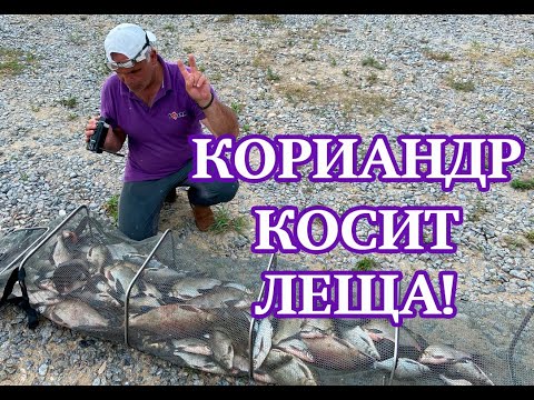 Видео: Кориандр косит леща.