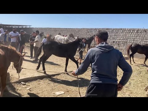 Видео: Туркестан Мал Базар Жылкы Тай Бие Ат Байтал Айғыр 7.09.2025