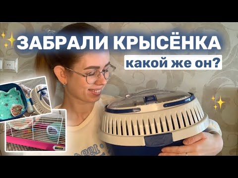 Видео: ЕДЕМ ЗА ЧЕТВЁРТЫМ КРЫСЁНКОМ | КАК НАЗВАЛА | КАКОГО ОКРАСА