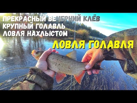 Видео: Клюёт крупный голавль. Удачная рыбалка. Нахлыст на реке.