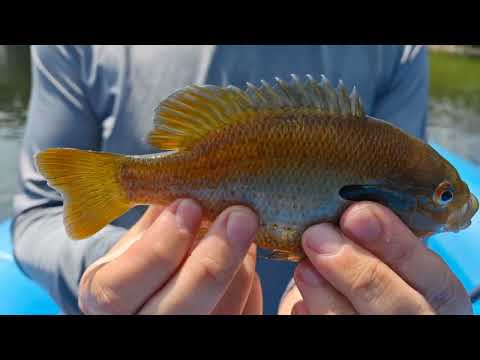 Видео: Река Делавэр 