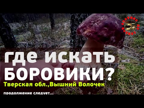 Видео: Где искать боровики? Тверская область, Вышний Волочек