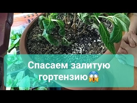 Видео: Как спасти погибающую крупнолистную гортензию.