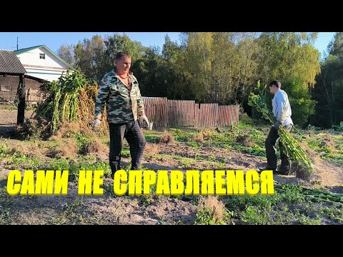 Видео: Уборка стеблей табака продолжается. Наводим порядок. Наша жизнь в деревне.