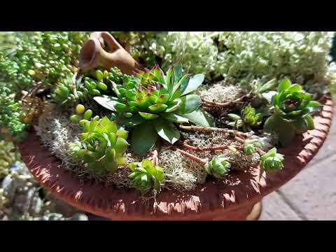 Видео: КОМПОЗИЦИЯ из седумов/ очитков и каменных роз/ молодил 🎍Neue Komposition von Fetthenne und Semper..
