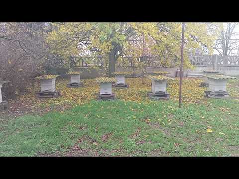 Видео: В чем по моему мнению заключается основная проблема пчеловодства?Почему оно так туго развивается? 