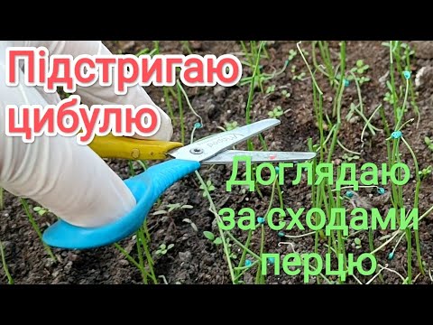 Видео: Підстригаю цибулю, доглядаю за сходами перцю.