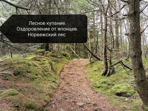 Видео: Лесное купание-оздоровление по-японски. Норвежский лес