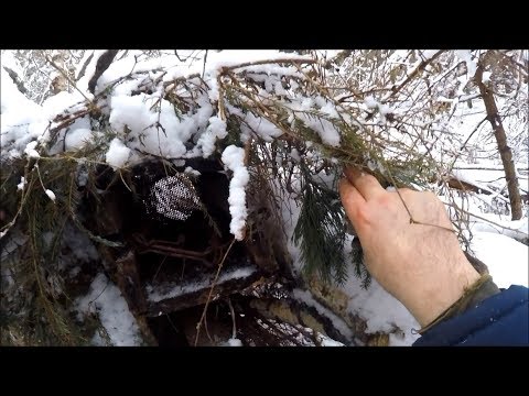 Видео: Удачная проверка путика на куницу после замены иностранной приманки (Будни охотника и рыбака)