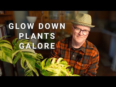 Видео: Борющиеся и отстающие — некоторые будут спасены, другие… НЕТ