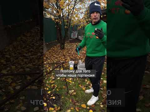 Видео: Как подготовить гортензию к зиме, чтобы весной рванула в рост 💐