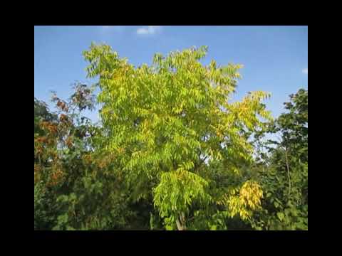 Видео: Бархат амурський