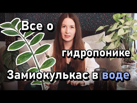 Видео: Все о гидропонике. Пересаживаю замиокулькас в воду