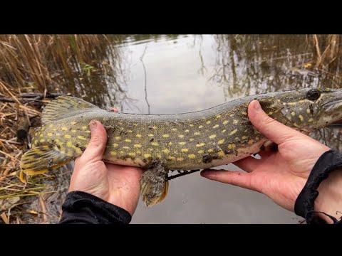 Видео: КРАЩА ПРИМАНКА НА ЩУКУ. ОСІННЯ РИБАЛКА НА ЩУКУ.#fishing#спінінг  